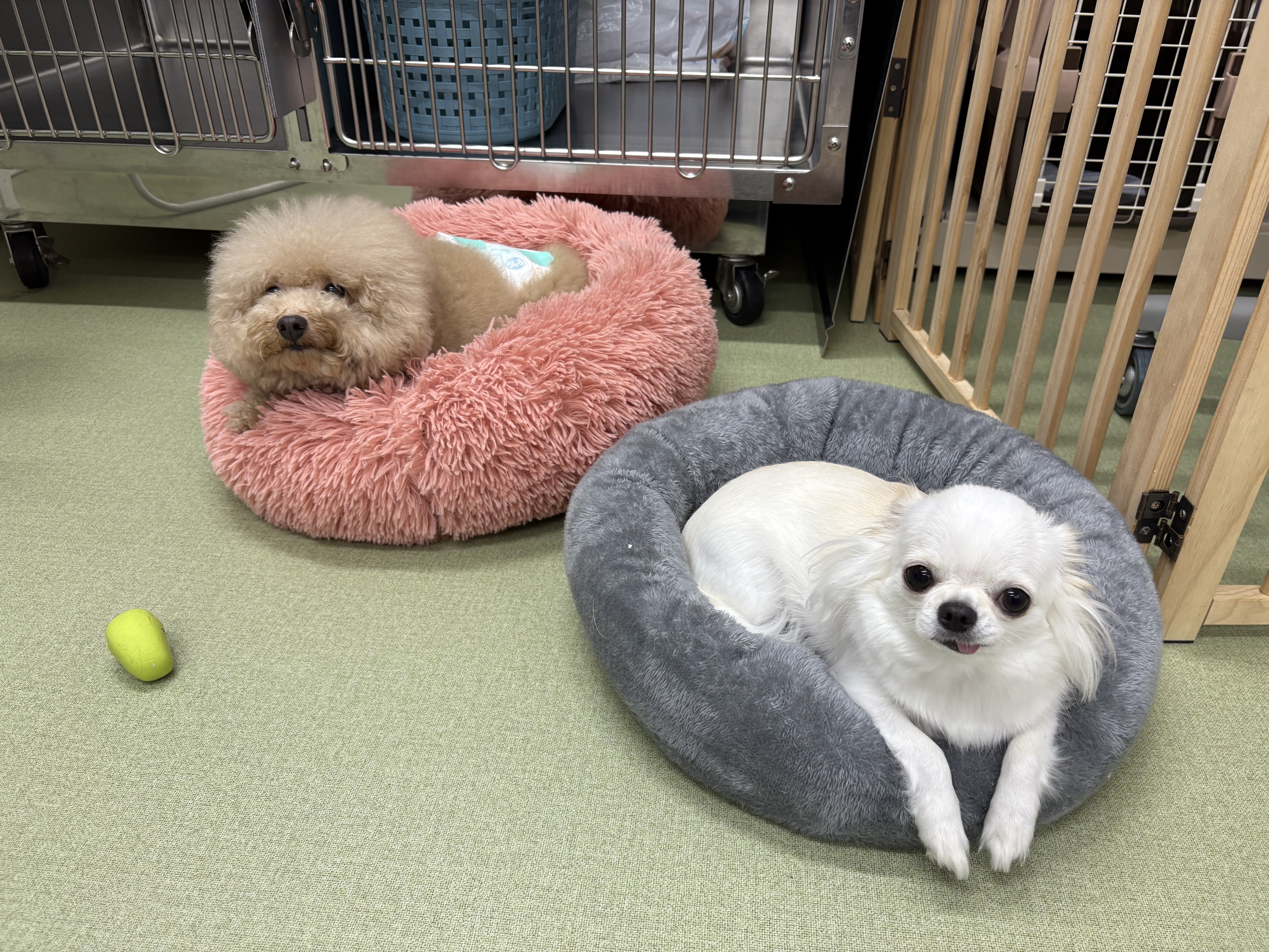 愛知県名古屋市中区のペットホテル 丸の内どうぶつ病院のサムネイルのサムネイル1枚目