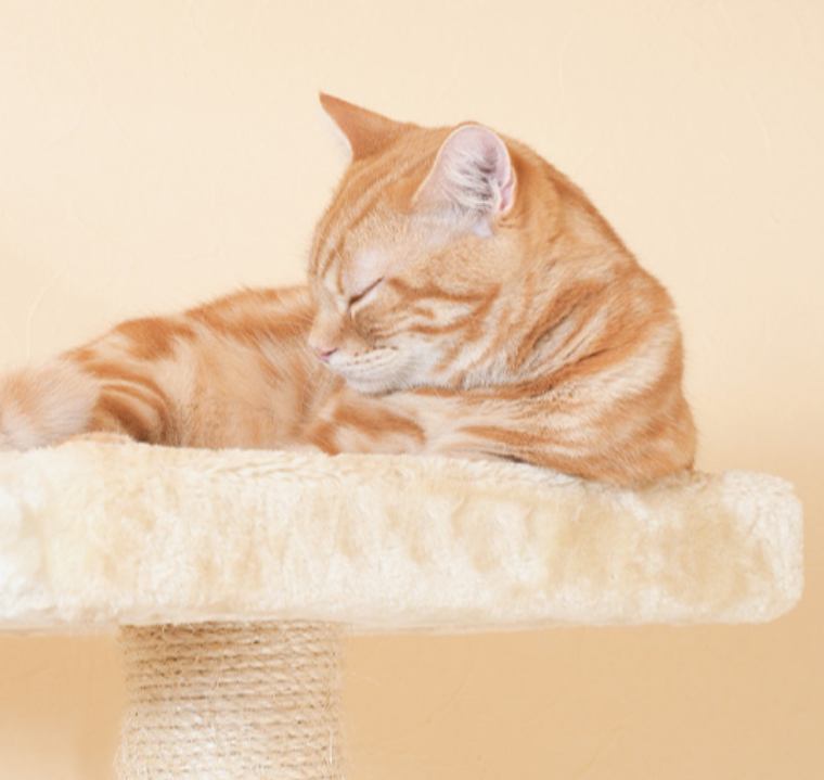 大阪府東大阪市のペットホテル Japan cat service FUN FUNのサムネイルのサムネイル2枚目