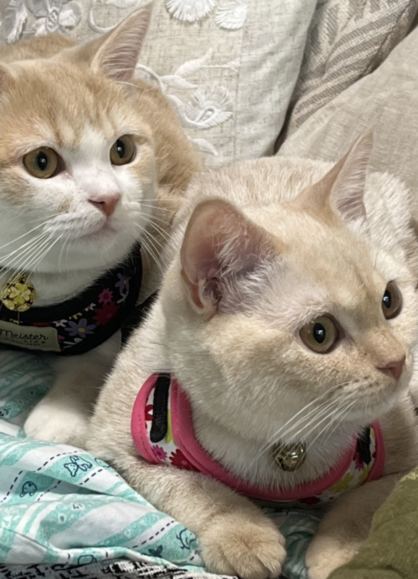 東京都杉並区のペットホテル K・B・Dのサムネイルのサムネイル2枚目