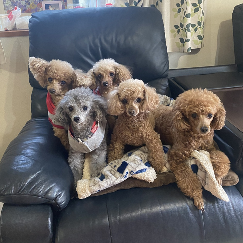 わんちゃんの美容院からちゃん