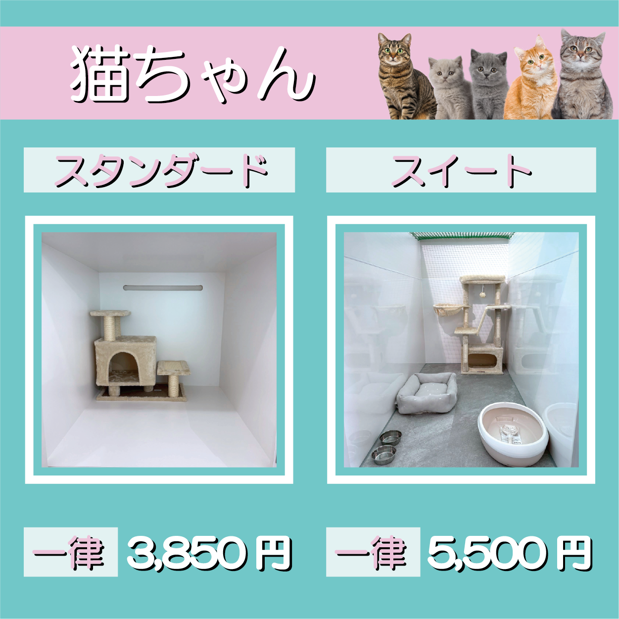 猫宿泊プラン