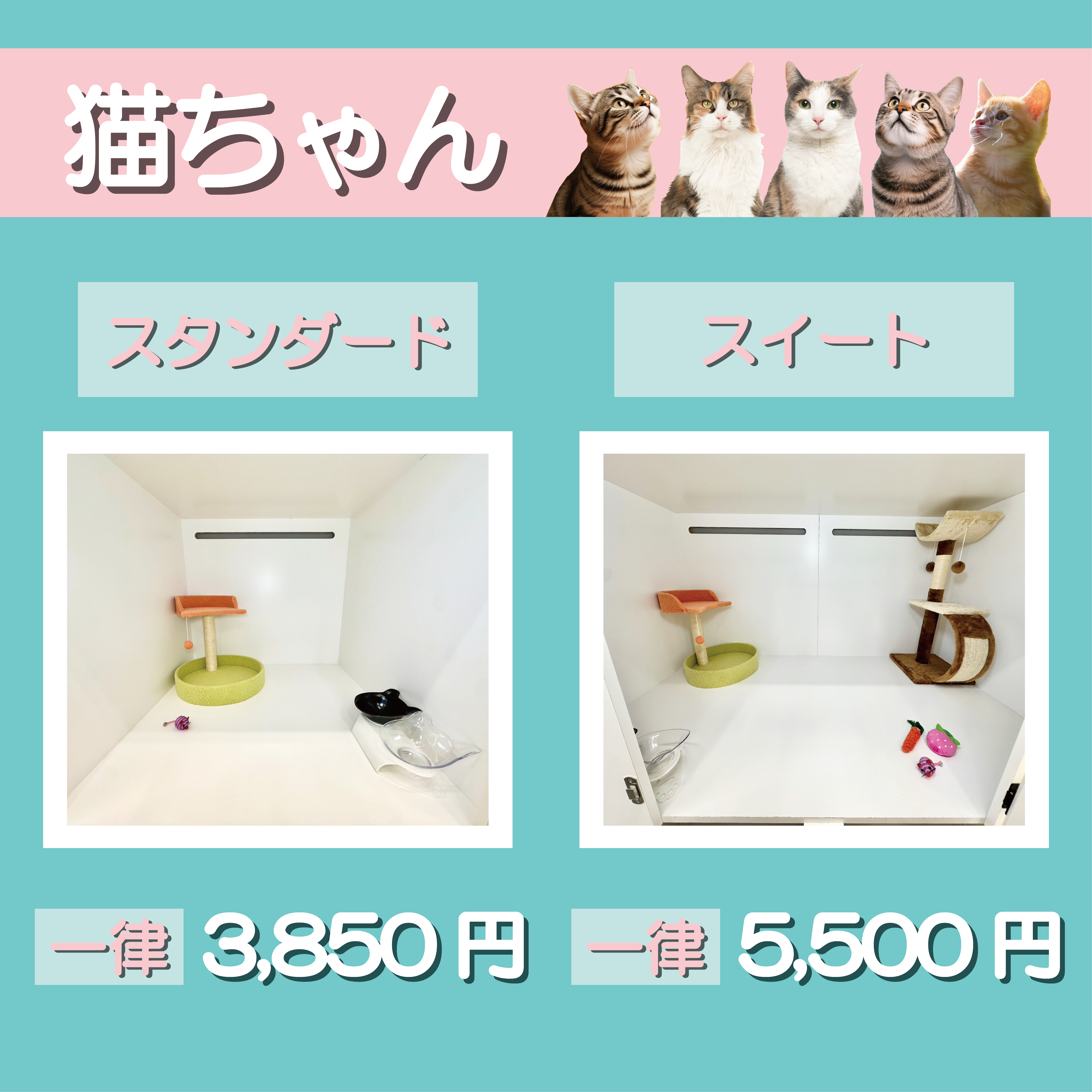 猫宿泊プラン