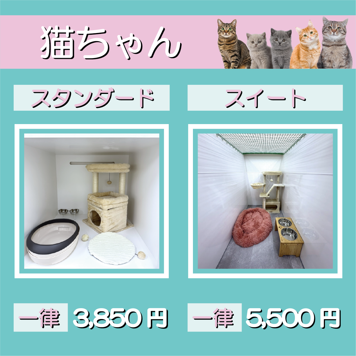 猫宿泊プラン