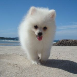 the Beach Dogの画像 1