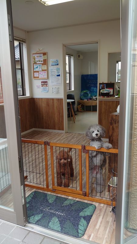 香川県高松市のペットホテル LeaLea dogの5枚目