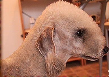 兵庫県神戸市兵庫区のペットホテル 犬の散髪屋さんりーさのサムネイルのサムネイル1枚目