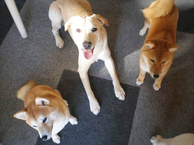 千葉県山武市のペットホテル 犬の保育所わん・パグ保育園のサムネイルのサムネイル1枚目