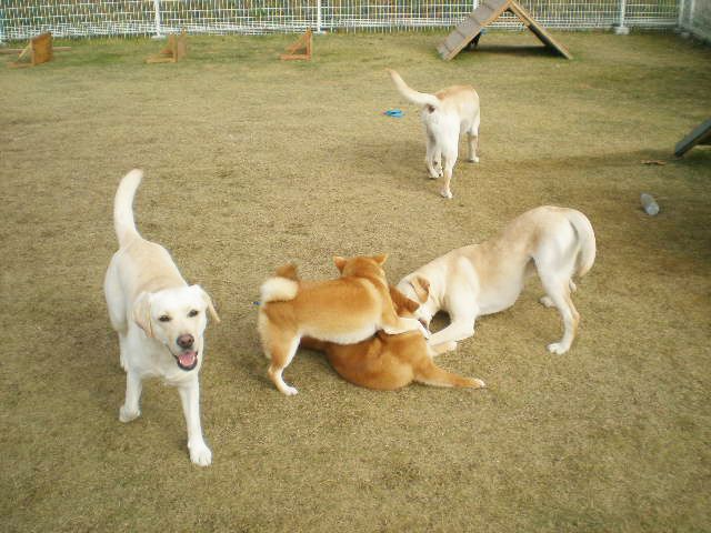千葉県山武市のペットホテル 犬の保育所わん・パグ保育園のサムネイルのサムネイル2枚目