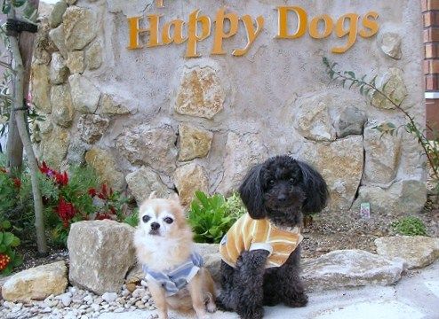 三重県明和町のペットホテル pet salon Happy Dogsのサムネイルのサムネイル1枚目