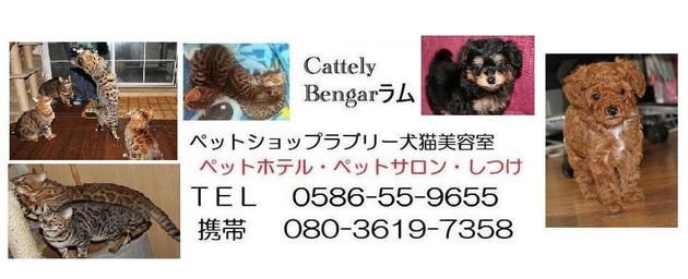 愛知県一宮市のペットホテル ペットショップラブリー犬猫美容室のサムネイルのサムネイル2枚目