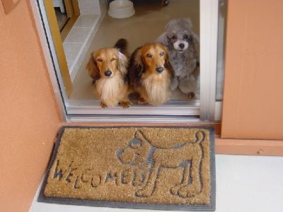 沖縄県宮古島市のペットホテル 犬の美容室のサムネイルのサムネイル1枚目