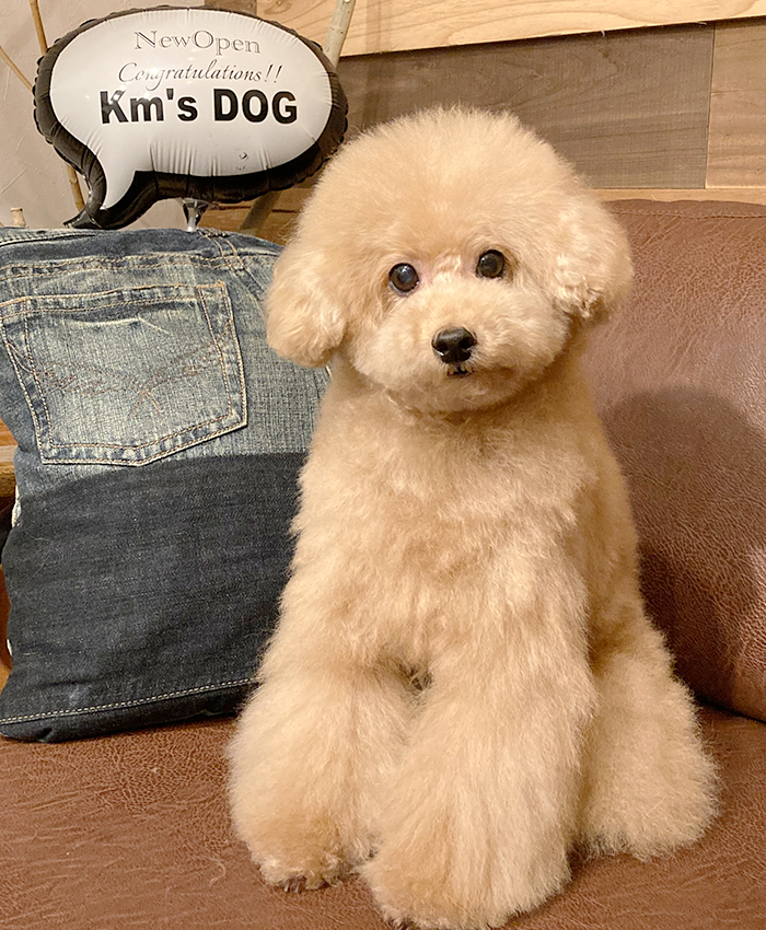わんちゃんも飼い主さんも安心のお預かり環境を目指して(*^-^*)