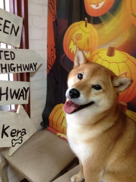 埼玉県さいたま市南区のペットホテル Dog Pro Shop 犬楽犬楽のサムネイル2枚目
