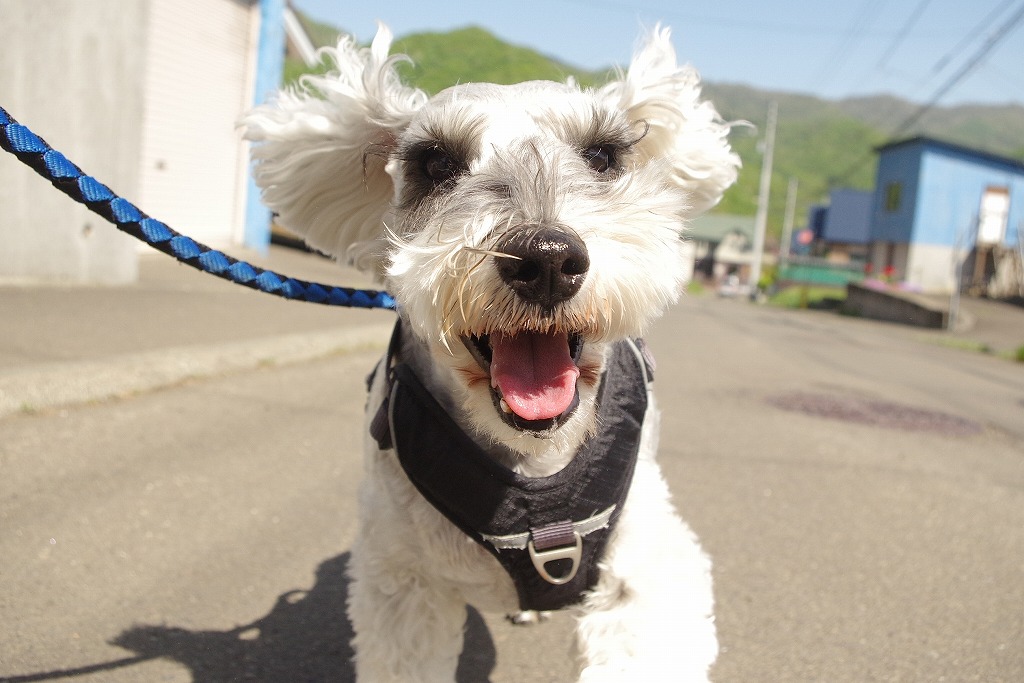 北海道札幌市南区のペットホテル はる日和の4枚目