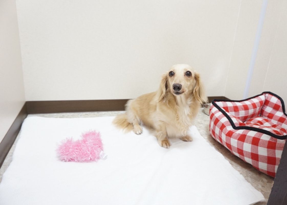 愛知県愛西市のペットホテル ~pet care salon~ I's Dog Aisai（アイズドッグ愛西）の3枚目