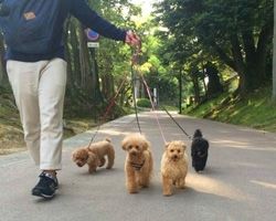 島根県松江市のペットホテル 犬のトリミング・ホテル しっぽの5枚目