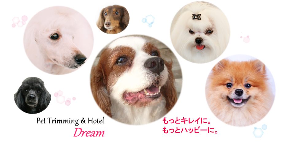徳島県徳島市のペットホテル 愛犬美容室&ホテル ドリームの2枚目