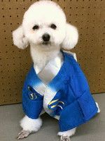 徳島県徳島市のペットホテル 愛犬美容室&ホテル ドリームの4枚目