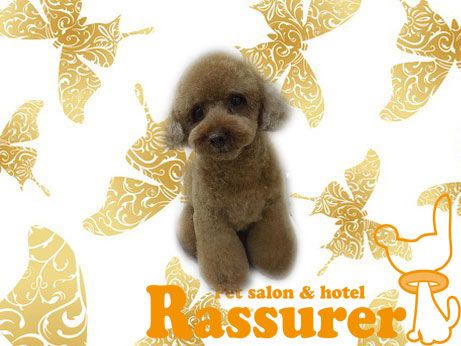 兵庫県神戸市灘区のペットホテル Pet salon&hotel Rassurerのサムネイルのサムネイル1枚目