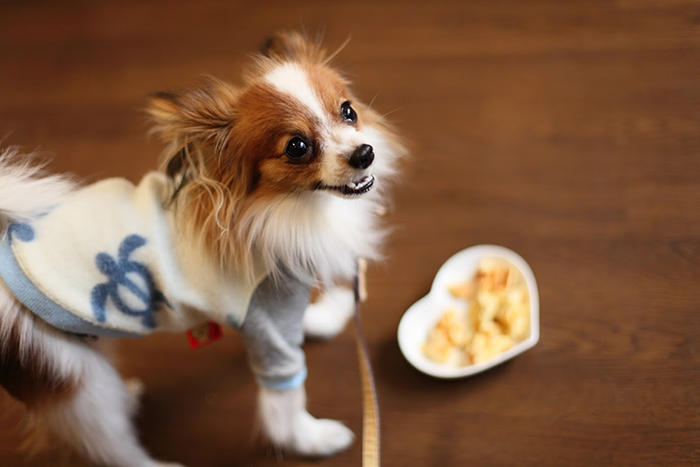 東京都足立区のペットホテル Love&Dogの3枚目