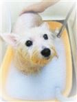 静岡県沼津市のペットホテル Dog Salon ShouShou（シュシュ）の5枚目