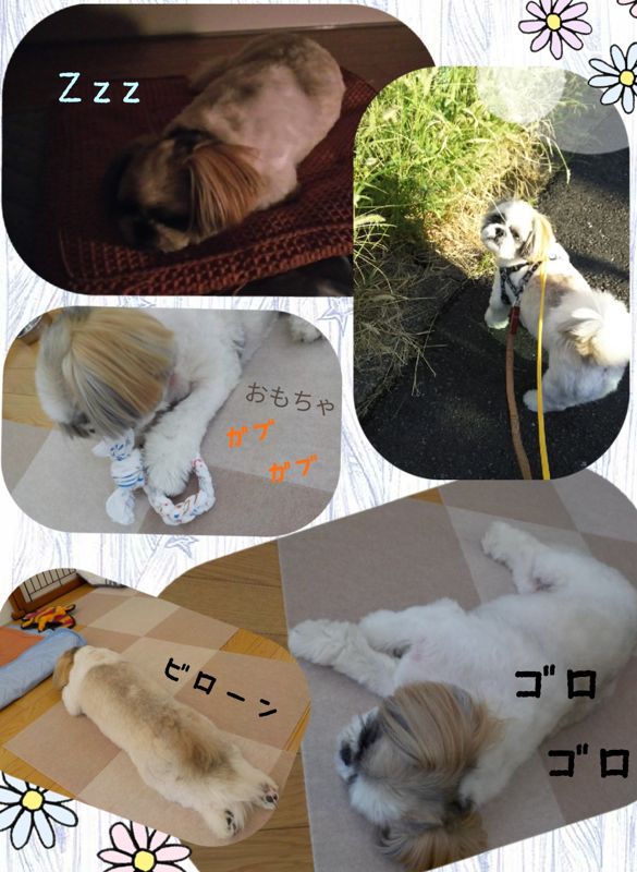神奈川県川崎市中原区のペットホテル Dog Salon Shatziのサムネイルのサムネイル2枚目