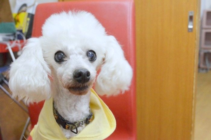 愛知県名古屋市中川区のペットホテル 犬の美容室まめたろうのサムネイルのサムネイル2枚目