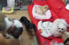 大阪府堺市堺区のペットホテル DOG&CAT　salon　吉兆のサムネイルのサムネイル2枚目