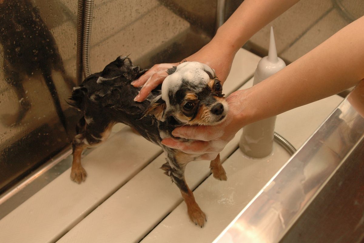 千葉県松戸市のペットホテル 犬の美容室 COWANの9枚目