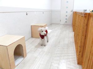 千葉県船橋市のペットホテル 犬の美容室アスティ 本中山店のサムネイル2枚目