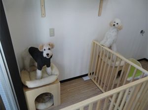 千葉県千葉市中央区のペットホテル 犬の美容室アスティ 蘇我店のサムネイルのサムネイル2枚目