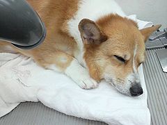 静岡県沼津市のペットホテル 犬の美容室 Dioのサムネイルのサムネイル2枚目