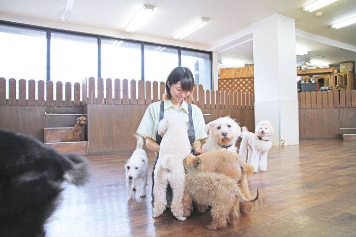 福岡県福岡市中央区のペットホテル MOTHER’S DOGS　のサムネイルのサムネイル1枚目