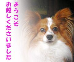 愛知県清須市のペットホテル Pet Salon Chieのサムネイルのサムネイル2枚目