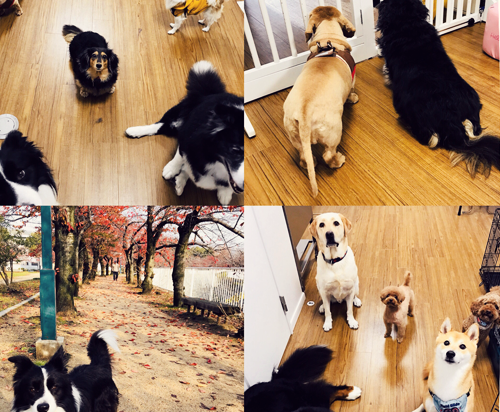 兵庫県神戸市須磨区のペットホテル Dog Salon, Hotel Mili Miliのサムネイルのサムネイル2枚目