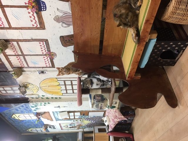 愛知県一宮市のペットホテル 猫カフェ ねこじゃらしのサムネイルのサムネイル2枚目