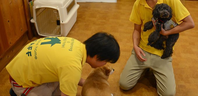 大阪府大阪市西区のペットホテル Dogs Come homeの3枚目