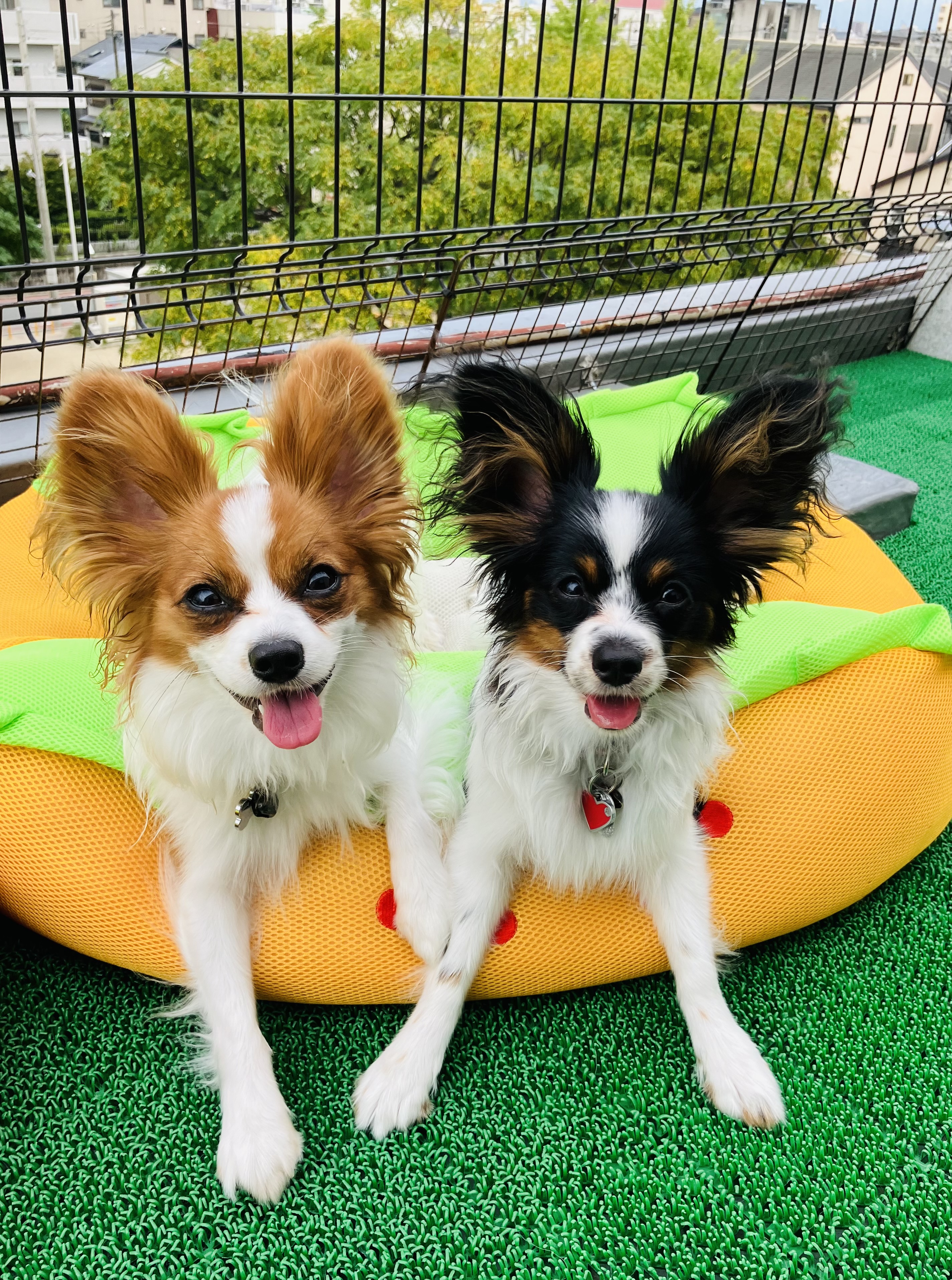遊び上手な看板犬います。