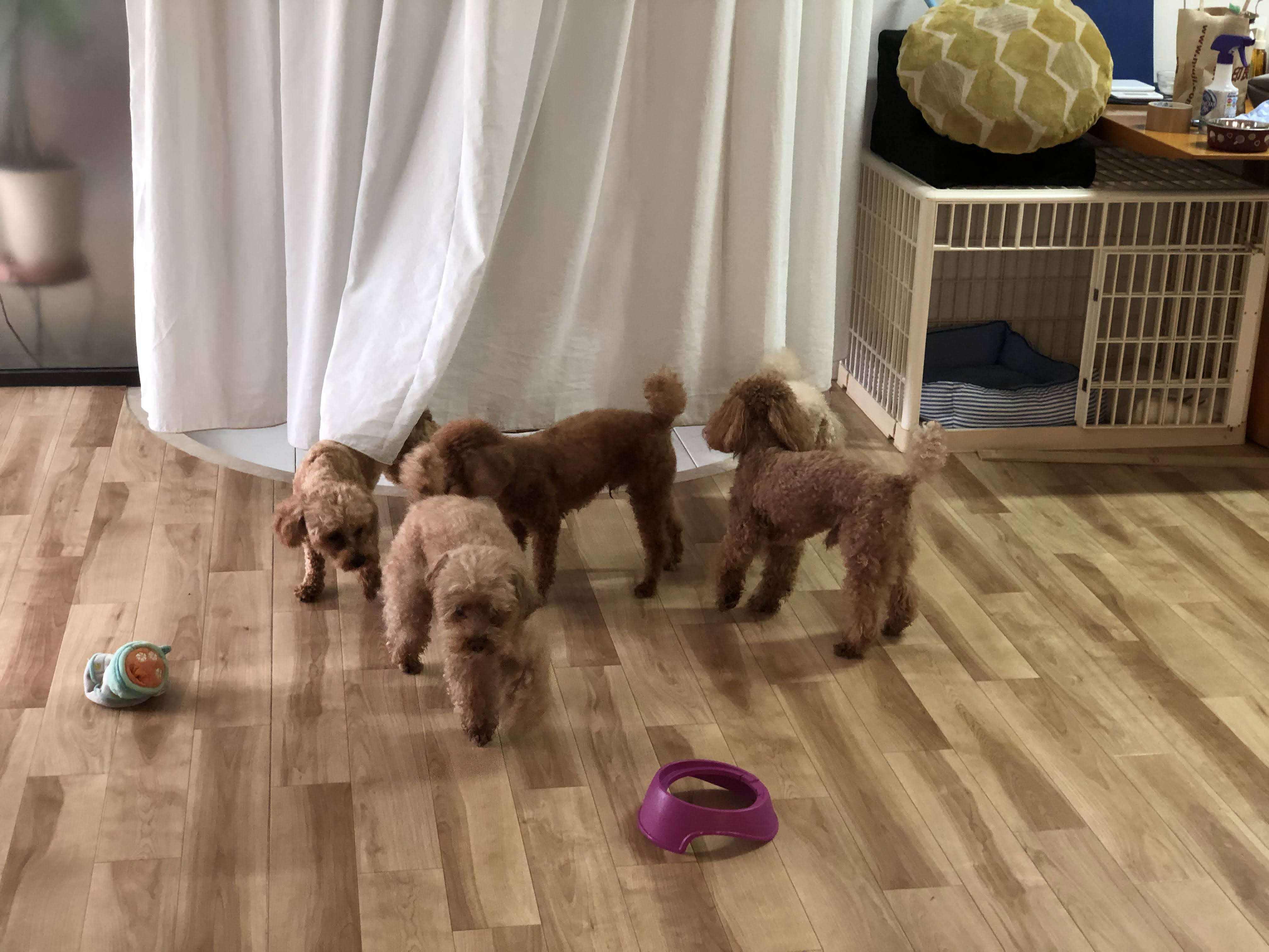 犬同士の触れ合いによって、より良い社会化できます。