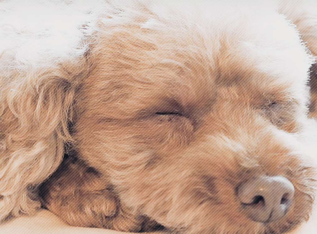 茨城県つくば市のペットホテル Dog Salon AVISIAのサムネイルのサムネイル2枚目