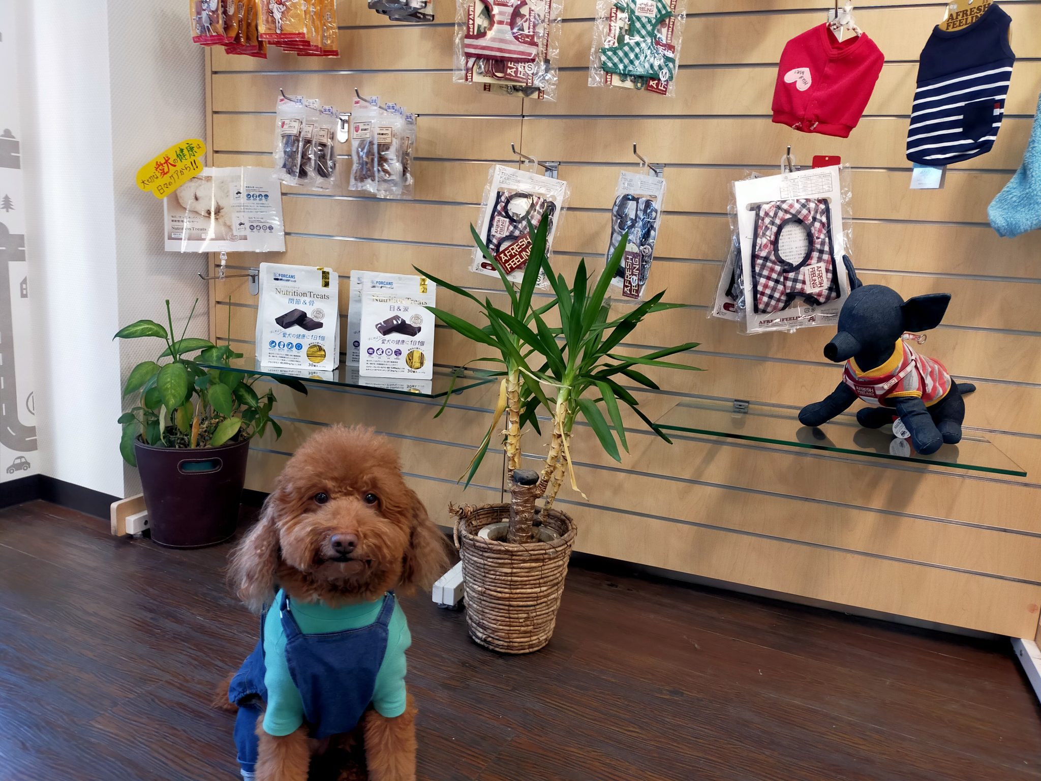 東京都大田区のペットホテル Dog Selectの4枚目