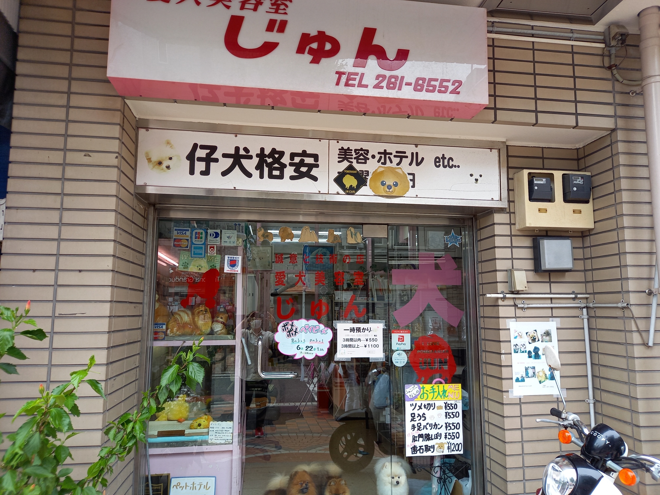 神奈川県横浜市中区のペットホテル 愛犬美容室じゅんのサムネイルのサムネイル1枚目