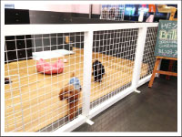 東京都豊島区のペットホテル Briller(ブリエ)のサムネイルのサムネイル2枚目