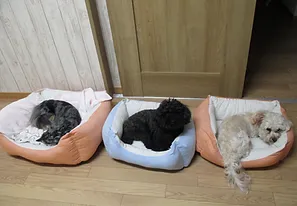 お出掛けも安心💕 大切な愛犬をお預かりします(#^.^#)