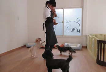 わんわん保育園~飼い主様に代わって日中お預かりしたわんちゃんを保育するサービスです