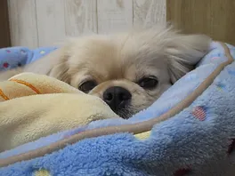 栃木県宇都宮市のペットホテル Dog House 陽だまりのサムネイルのサムネイル2枚目