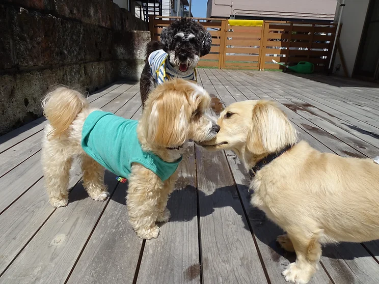 栃木県宇都宮市のペットホテル Dog House 陽だまりの5枚目