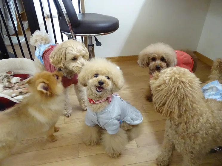 栃木県宇都宮市のペットホテル Dog House 陽だまりの6枚目