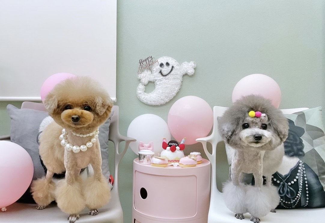 東京都渋谷区のペットホテル PET HILLS渋谷・表参道店の3枚目