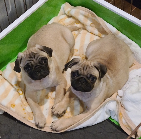 茨城県鉾田市のペットホテル Dog salon Mon chouchouのサムネイルのサムネイル1枚目